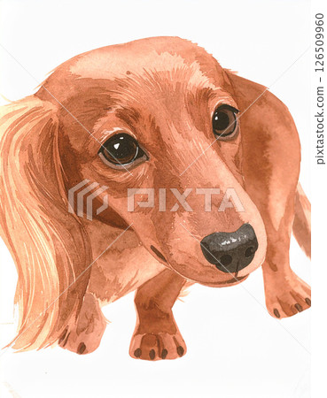 Dachshund  126509960