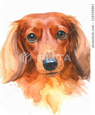 Dachshund  126509961