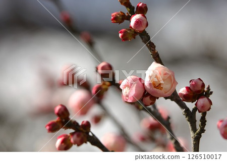 梅花告訴春天的到來 梅花告訴春天的到來 126510017