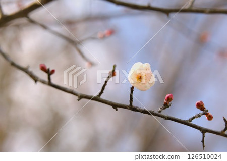 梅花告訴春天的到來 梅花告訴春天的到來 126510024