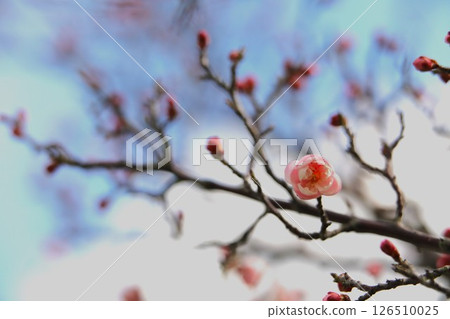 梅花告訴春天的到來 126510025