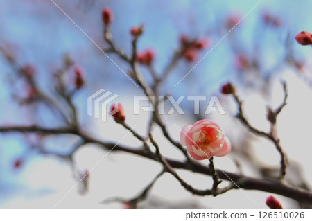 梅花告訴春天的到來 126510026