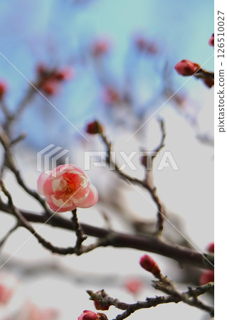 梅花告訴春天的到來 126510027