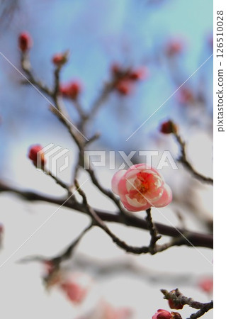 梅花告訴春天的到來 126510028