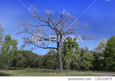 Forest in late spring on a bright day. Forest in late spring on a bright day. 126510075