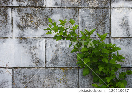Green plant against the background of an old wall. Green plant against the background of an old wall. 126510087