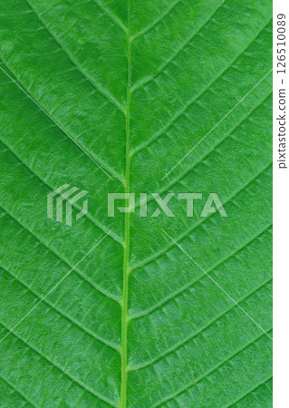 close up texture of green leaf veins. 126510089