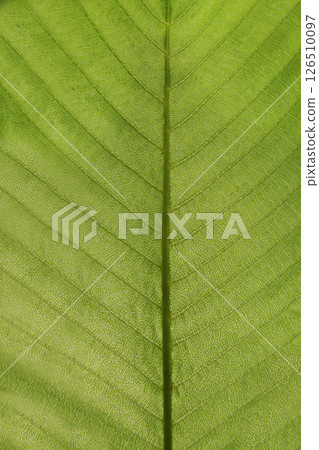 Vertical photo of light green leaf backlit by sunlight. 126510097