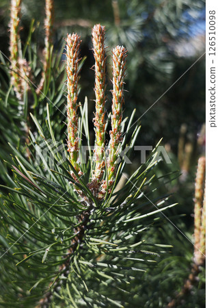 Vertical photo of a flowering spruce branch. 126510098