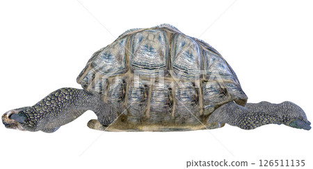 Giant tortoise 126511135