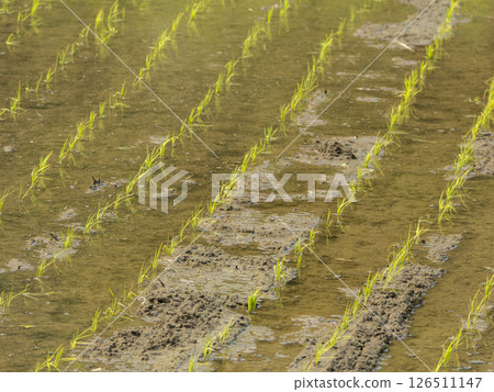 Scenery of paddy fields where seedlings were planted 126511147