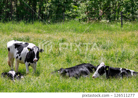 Dairy cows grazing in Ebeotsu Town, Takikawa City, Hokkaido [June] 126511277