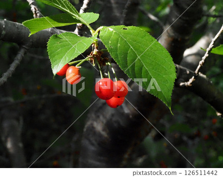 陽光下的櫻桃(櫻花枝梢的特寫,上面結滿了果實) 陽光下的櫻桃(櫻花枝梢的特寫,上面結滿了果實) 126511442