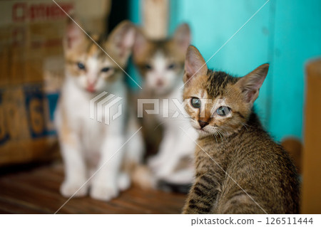 Three kittens near a cardboard shelter, one looking at camera 126511444