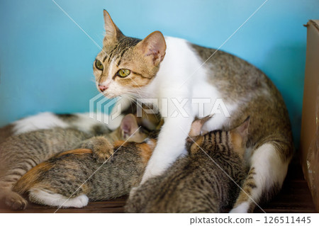 Mother cat nursing her kittens showing maternal care and warmth indoors Mother cat nursing her kittens showing maternal care and warmth indoors 126511445