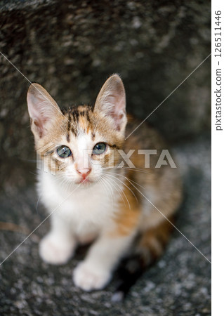 Portrait of a homeless, abandoned tricolor kitten, he sits and looks up at the camera. Portrait of a homeless, abandoned tricolor kitten, he sits and looks up at the camera. 126511446