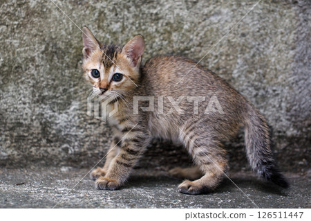Portrait of a gray striped kitten, he lies and looks at the camera Portrait of a gray striped kitten, he lies and looks at the camera 126511447