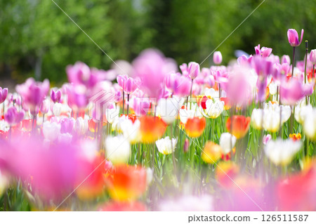 鬱金香盛開 126511587