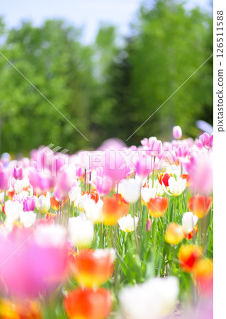 Tulips in full bloom 126511588