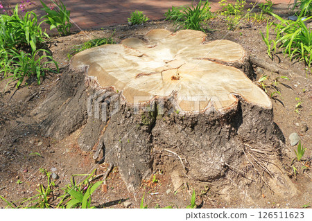 Big stump 126511623