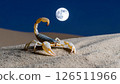 A scorpion stands on sand dune under a full moon in the desert night. 126511966