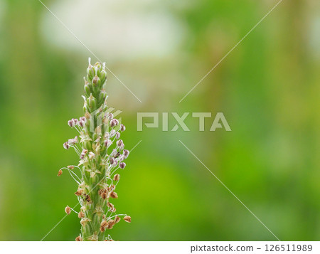 車前草花和花蕾特寫（公園廣場上的 Smotrigusa） 126511989