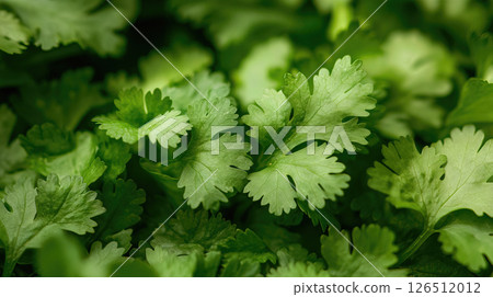 Fresh green coriander (cilantro) leaves, close-up, showing vibrant texture and detail. 126512012