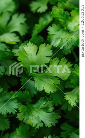 Fresh green coriander (cilantro) leaves, close-up, showing vibrant texture and detail. 126512015