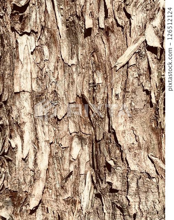 老樹皮庫存照片 126512124