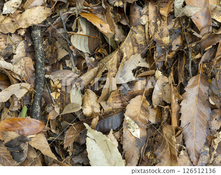 Dead leaves piled up on the ground 126512136