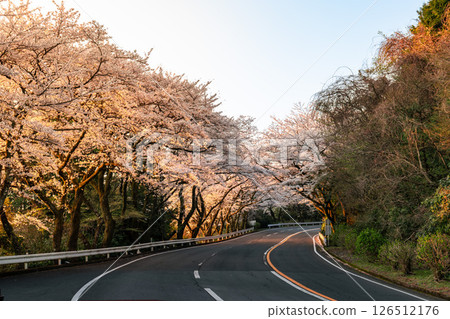 A parking lot with beautiful cherry blossoms on the mountain pass of the Hakone Turnpike in Kanagawa Prefecture 126512176