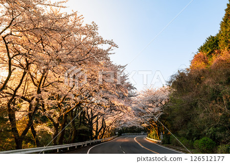 A parking lot with beautiful cherry blossoms on the mountain pass of the Hakone Turnpike in Kanagawa Prefecture A parking lot with beautiful cherry blossoms on the mountain pass of the Hakone Turnpike in Kanagawa Prefecture 126512177