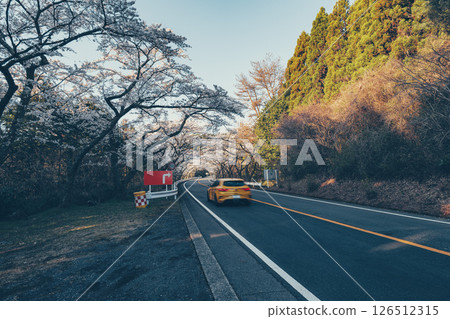 A beautiful road with cherry blossoms along the mountain pass of the Hakone Turnpike in Kanagawa Prefecture 126512315