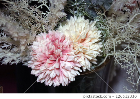 白色和粉紅色的菊花 126512330