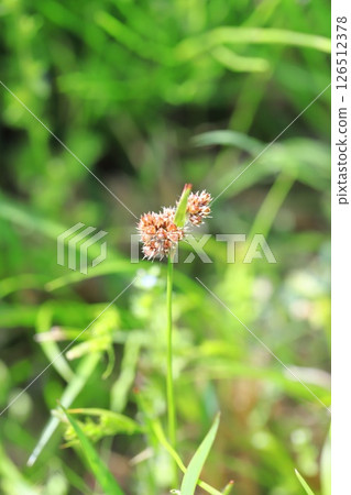 草原上長出的麻雀矛 126512378