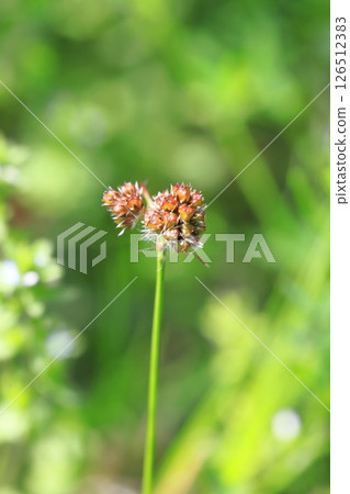 Sparrow spear growing in the grassland 126512383