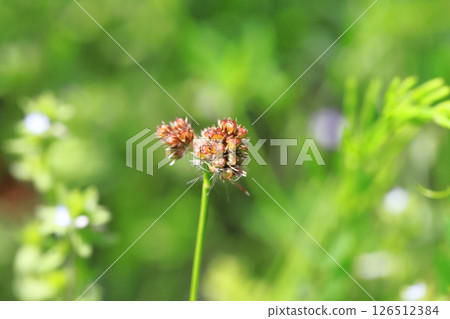Sparrow spear growing in the grassland 126512384