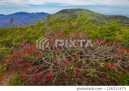 Rowan berries on Mt. Adatara and Mt. Tetsuyama and Mt. Minowa 126512473