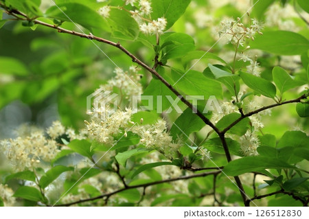 池塘邊盛開的黑果錦花 池塘邊盛開的黑果錦花 126512830