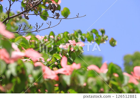粉紅色的山茱萸花 粉紅色的山茱萸花 126512881