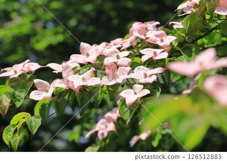 pink dogwood flower pink dogwood flower 126512883