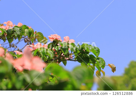 pink dogwood flower pink dogwood flower 126512886