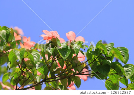 粉紅色的山茱萸花 126512887