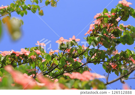 粉紅色的山茱萸花 126512888