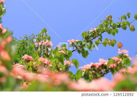 粉紅色的山茱萸花 126512892