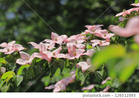 粉紅色的山茱萸花 粉紅色的山茱萸花 126512893
