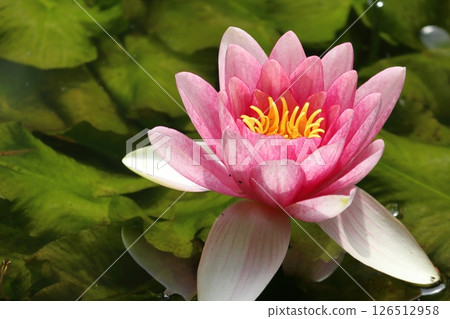 A lotus flower blooming as if floating on the surface of the pond 126512958