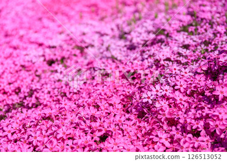 北海道瀧上町 - 日本最大的芝櫻群落，帶你走進芝櫻瀧上公園的夢幻世界 [5月] 126513052