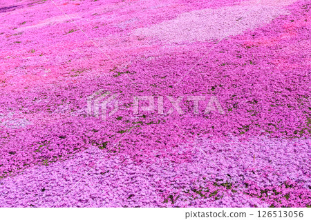 北海道瀧上町 - 日本最大的芝櫻群落，帶你走進芝櫻瀧上公園的夢幻世界 [5月] 126513056