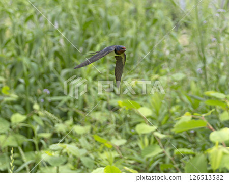 Swallows flying over the riverbed 126513582